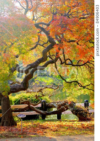 Big maple tree Big maple tree 84906403
