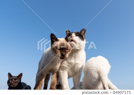 Two cats face to face Two cats face to face 84907173