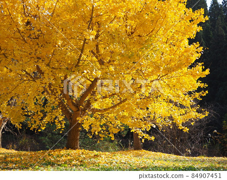 Gosen City Golden Village Ginkgo Yellow Leaves Gosen City Golden Village Ginkgo Yellow Leaves 84907451