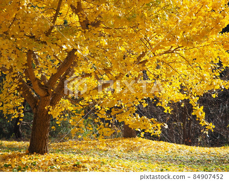Gosen City Golden Village Ginkgo Yellow Leaves Gosen City Golden Village Ginkgo Yellow Leaves 84907452