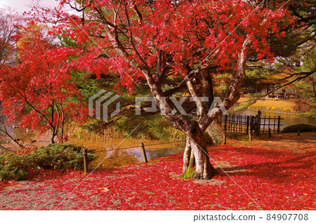 Autumn leaves in Ijimino Ochaya Garden 84907708