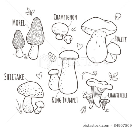 Set of edible mushrooms with elements and titel.Black and white vector illustration Set of edible mushrooms with elements and titel.Black and white vector illustration 84907809