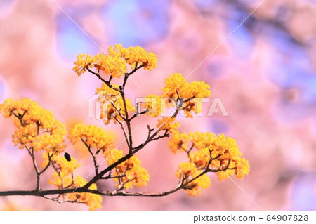 Beautiful cornel flowers Beautiful cornel flowers 84907828
