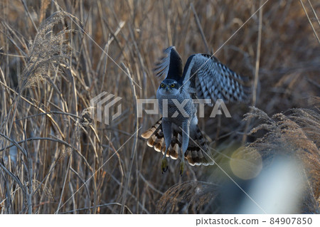 Goshawk hovering 84907850