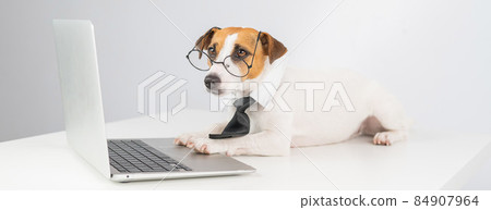 Jack russell terrier dog in glasses and tie works on laptop on white background. Jack russell terrier dog in glasses and tie works on laptop on white background. 84907964