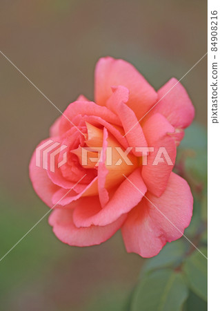 Beeffer's Rose 84908216