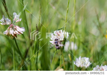An insect in a flower. White clover. Meadow flower and a bee. An insect in a flower. White clover. Meadow flower and a bee. 84908231