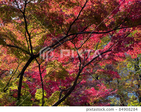 秋天的高松市中央公園 秋天的高松市中央公園 84908284