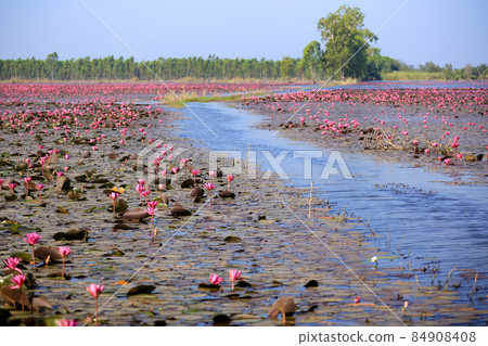 Beautiful red lotus flowers in Bueng Boraphet, Nakhon Sawan Province. 84908408