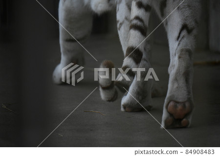 White tiger legs and tail 84908483