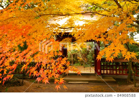 Recommended shrine autumn leaves 84908588