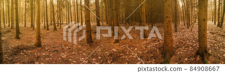 Dark mystical atmosphere autumn park panoramic web banner Dark mystical atmosphere autumn park panoramic web banner 84908667