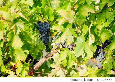 bunches of ripe grapes before harvesting in autumn bunches of ripe grapes before harvesting in autumn 84908668