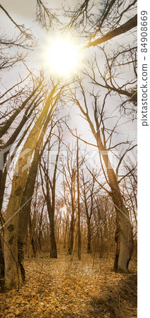 Majestic dark dense autumn forest panoramic vertical banner Majestic dark dense autumn forest panoramic vertical banner 84908669
