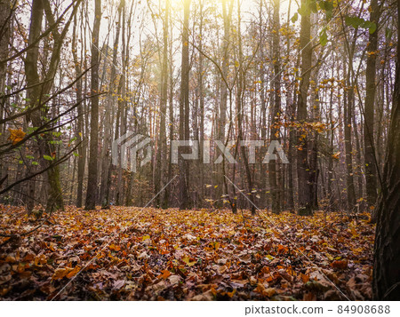 Lovely dreamy fall foggy seasonal forest. Awesome dream forest places 84908688