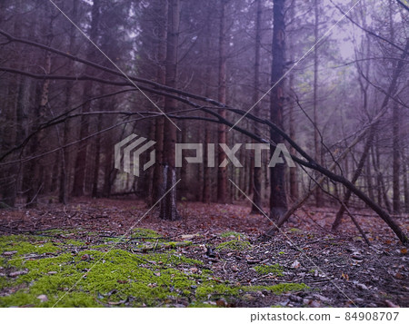 Mysterious surreal light in foggy forest. Lovely fairytale in magic autumn forest. Mysterious surreal light in foggy forest. Lovely fairytale in magic autumn forest. 84908707