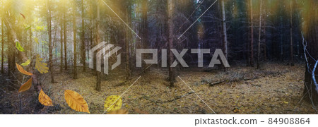 Panoramic banner of mysterious fairy fall forest with leaves falling to the ground. Leaves flying falls to the ground Panoramic banner of mysterious fairy fall forest with leaves falling to the ground. Leaves flying falls to the ground 84908864