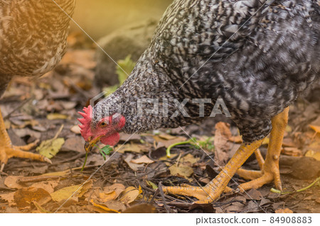 Pockmarked chicken on the farm in summer 84908883