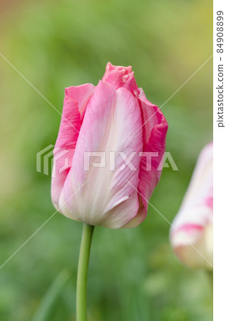 Pink Parrot tulip 84908899
