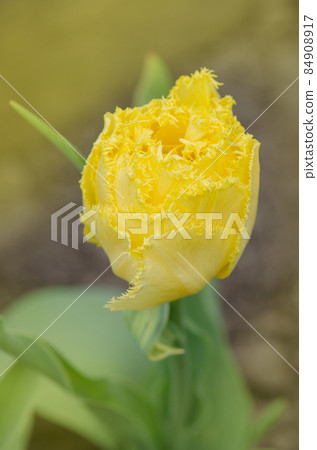 Tulip Mon Amour. Double fringed yellow tulip 84908917