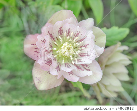 Hellebore Double Ellen Spotted Pink Hellebore Double Ellen Spotted Pink 84908918