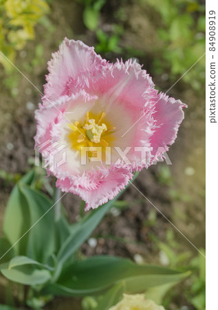 Pink fringed tulip 84908919