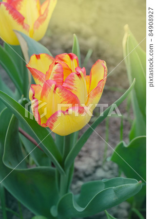 Beautiful tulip with stripe Cape Town 84908927