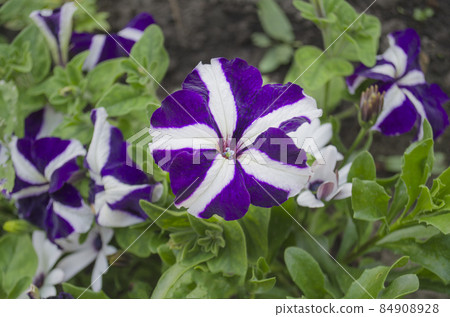 Star shaped purple petunia in garden 84908928