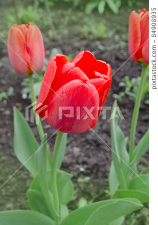Red spring blooming tulip Red spring blooming tulip 84908935