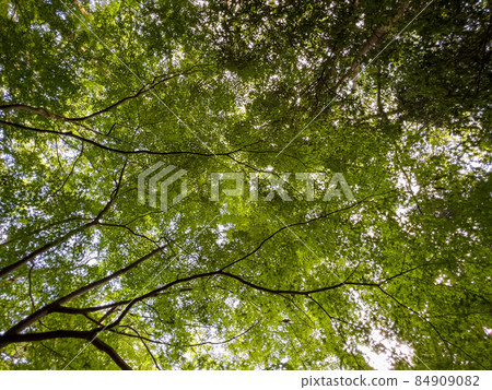 中秋栗林公園（10月上旬，楓樹） 84909082