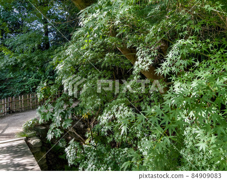 Mid-Autumn Kuribayashi Park (early October, maple) 84909083