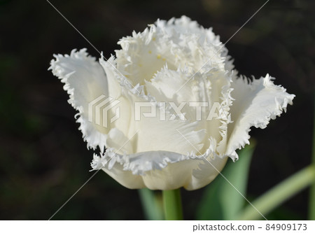White frilly tulip White frilly tulip 84909173