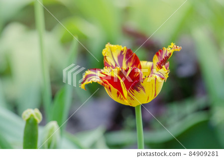 Fabio tulip in spring. Red yellow tulip Fabio tulip in spring. Red yellow tulip 84909281