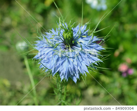 Nigella damascene flower Nigella damascene flower 84909304