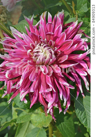Dahlia Vancouver flower 84909313