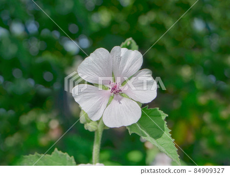 Flowering marsh mallow Flowering marsh mallow 84909327