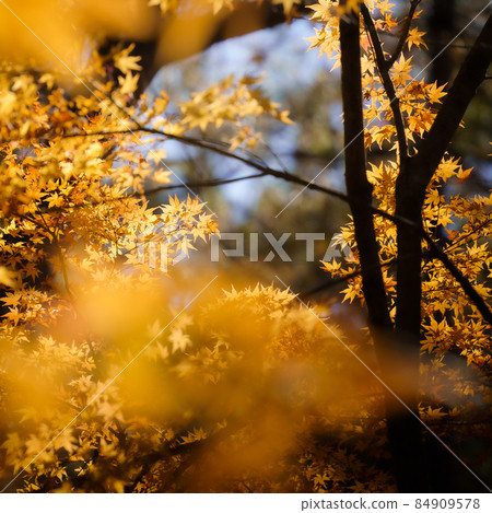 Autumn leaves landscape Autumn leaves landscape 84909578