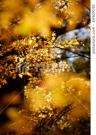 Autumn leaves landscape 84909580