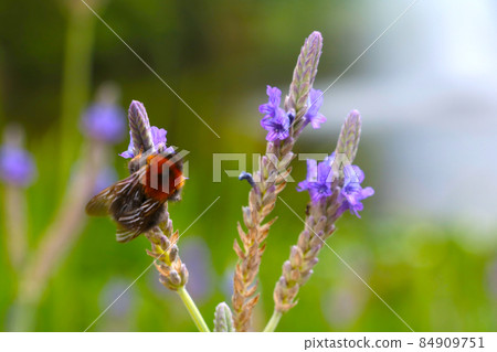 Blurry background, out of focus, the bee sits on a field flower. 84909751