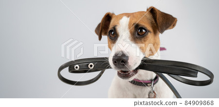 Jack russell terrier dog holding a leash on a white background. 84909868