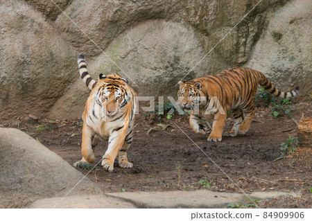 Amur tiger cub chasing a running mother Amur tiger cub chasing a running mother 84909906