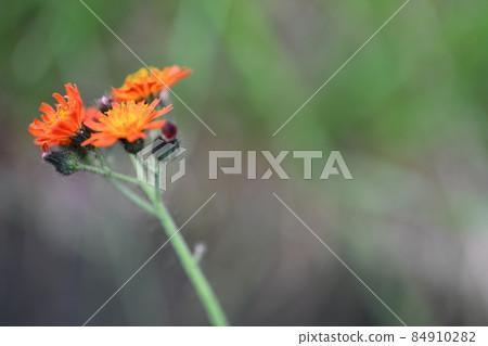 A landscape of orange blossoms blooming in weeds from the side A landscape of orange blossoms blooming in weeds from the side 84910282