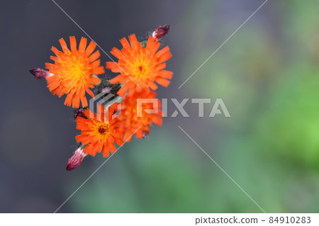 Orange blossoms blooming like floating in the air among green weeds 84910283