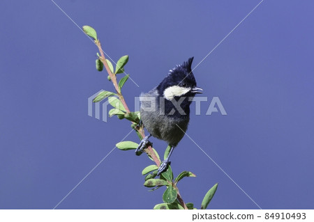 在尼泊爾和印度發現的一種可愛的喜馬拉雅小鳥紅褐色通風的 humilis 84910493