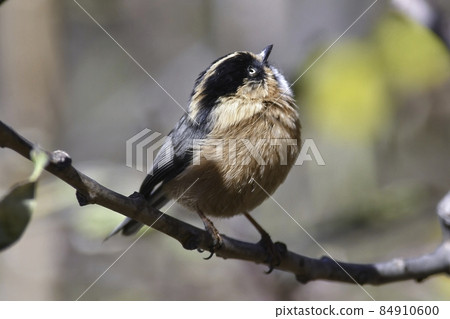Cute Himalayan bird Yamagaramodoki found in the high mountains of Nepal and India Cute Himalayan bird Yamagaramodoki found in the high mountains of Nepal and India 84910600