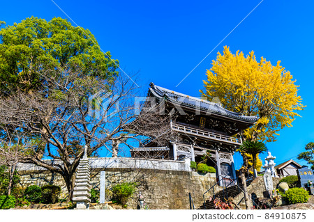 慶函寺大銀杏秋葉【長崎縣諫早市】 慶函寺大銀杏秋葉【長崎縣諫早市】 84910875