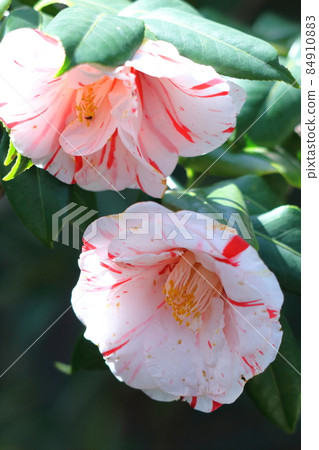 在嚴冬裡，它持久地開花 84910883