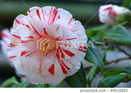 It blooms durably in the severe winter 84910885