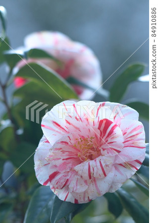 It blooms durably in the severe winter It blooms durably in the severe winter 84910886