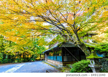 大老寺[長崎縣s早市] 500 Rakan（富川谷）的秋葉 84911040